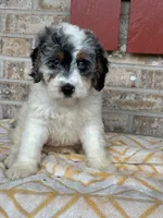 Bee, a female Miniature Bernedoodle for sale in Bowling Green, KY – 3 of 6