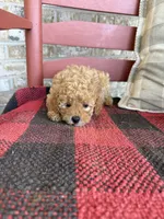 Tabby, a female Miniature Labradoodle for sale in Bowling Green, KY – 3 of 6