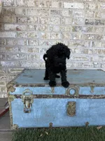 Bandit, a male Miniature Labradoodle for sale in Bowling Green, KY – 3 of 7