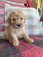 Tucker, a male Miniature Labradoodle for sale in Bowling Green, KY – 6 of 6