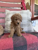 Taco, a male Miniature Labradoodle for sale in Bowling Green, KY – 6 of 7