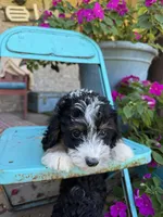 Dexter, a male Miniature Bernedoodle for sale in Bowling Green, KY – 4 of 5