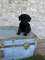 Bonnie, a female Miniature Labradoodle for sale in Bowling Green, KY – 2 of 10