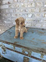 Birdie , a female Miniature Labradoodle for sale in Bowling Green, KY – 5 of 7