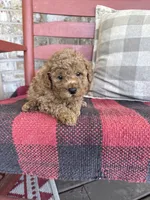 Toby , a male Miniature Labradoodle for sale in Bowling Green, KY – 3 of 6