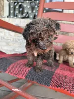 Coco, a female Miniature Aussiedoodle for sale in Bowling Green, KY – 7 of 7