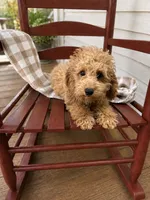 Trixie, a female Miniature Labradoodle for sale in Bowling Green, KY – 3 of 4
