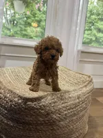 Silas, a male Cavapoo for sale in Bowling Green, KY – 5 of 6