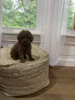 Snickers, a male Cavapoo for sale in Bowling Green, KY – 5 of 6