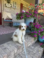 Brook, a female Miniature Bernedoodle for sale in Bowling Green, KY – 6 of 7