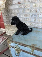 Bella , a female Miniature Labradoodle for sale in Bowling Green, KY – 6 of 6