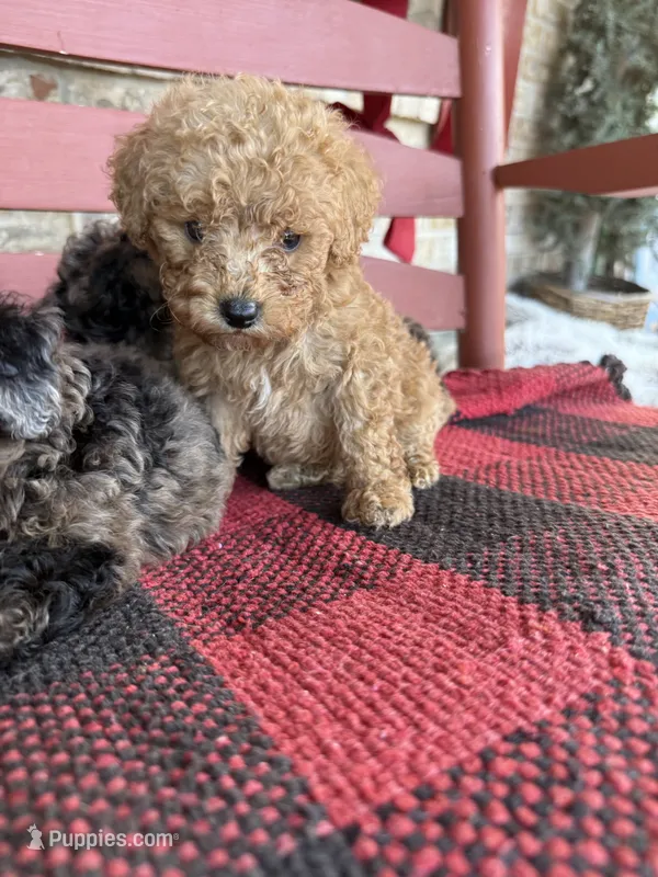 Teddy – Miniature Aussiedoodle puppy for sale in Bowling Green, KY