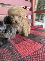 Teddy, a male Miniature Aussiedoodle for sale in Bowling Green, KY – 1 of 6