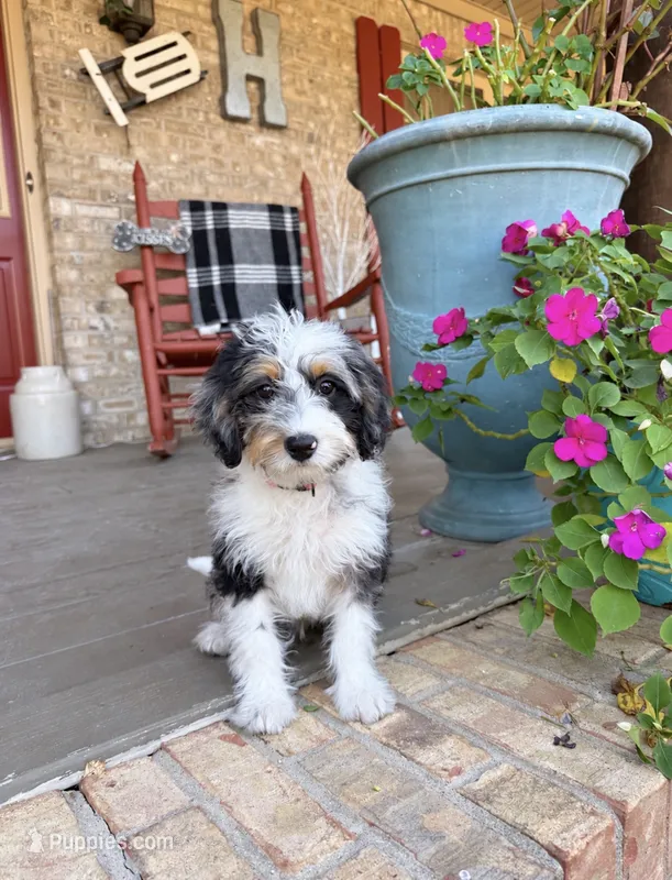 Dash  – Miniature Bernedoodle puppy for sale in Bowling Green, KY