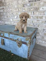 Betsy, a female Miniature Labradoodle for sale in Bowling Green, KY – 9 of 9