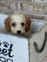 Bailey, a female Miniature Bernedoodle for sale in Bowling Green, KY – 6 of 6