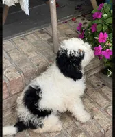 Beau, a male Miniature Bernedoodle for sale in Bowling Green, KY – 2 of 4