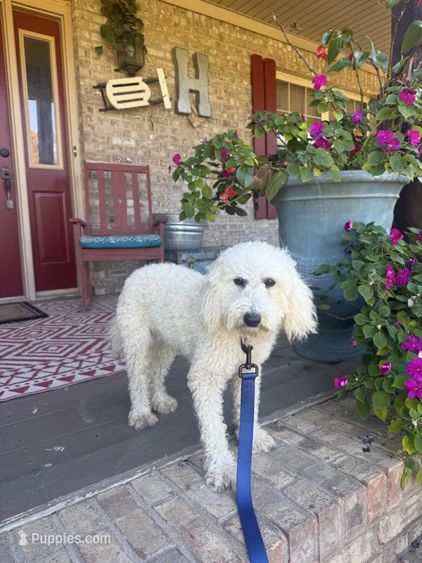 Monty – Miniature Labradoodle puppy for sale in Bowling Green, KY