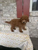 Toby , a male Miniature Labradoodle for sale in Bowling Green, KY – 5 of 7