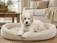 Bougie, a female Miniature Bernedoodle for sale in Bowling Green, KY – 5 of 7