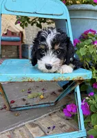 Dexter, a male Miniature Bernedoodle for sale in Bowling Green, KY – 3 of 5