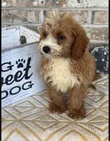 Beaver, a male Miniature Bernedoodle for sale in Bowling Green, KY – 4 of 4