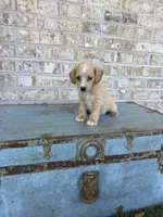 Bambi, a female Miniature Labradoodle for sale in Bowling Green, KY – 6 of 6