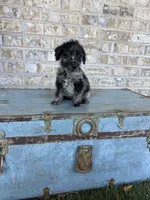 Bluebell , a female Miniature Labradoodle for sale in Bowling Green, KY – 6 of 6