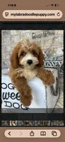 Beaver, a male Miniature Bernedoodle for sale in Bowling Green, KY – 3 of 4