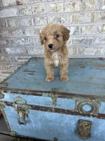 Birdie , a female Miniature Labradoodle for sale in Bowling Green, KY – 3 of 7