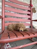 Taco, a male Miniature Labradoodle for sale in Bowling Green, KY – 7 of 7