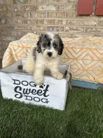 Bee, a female Miniature Bernedoodle for sale in Bowling Green, KY – 1 of 6
