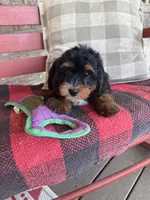 Benny, a male Miniature Bernedoodle for sale in Bowling Green, KY – 4 of 4