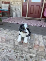 Dash , a male Miniature Bernedoodle for sale in Bowling Green, KY – 2 of 7