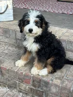 Biscuit, a male Miniature Bernedoodle for sale in Bowling Green, KY – 5 of 7
