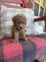 Taco, a male Miniature Labradoodle for sale in Bowling Green, KY – 2 of 7