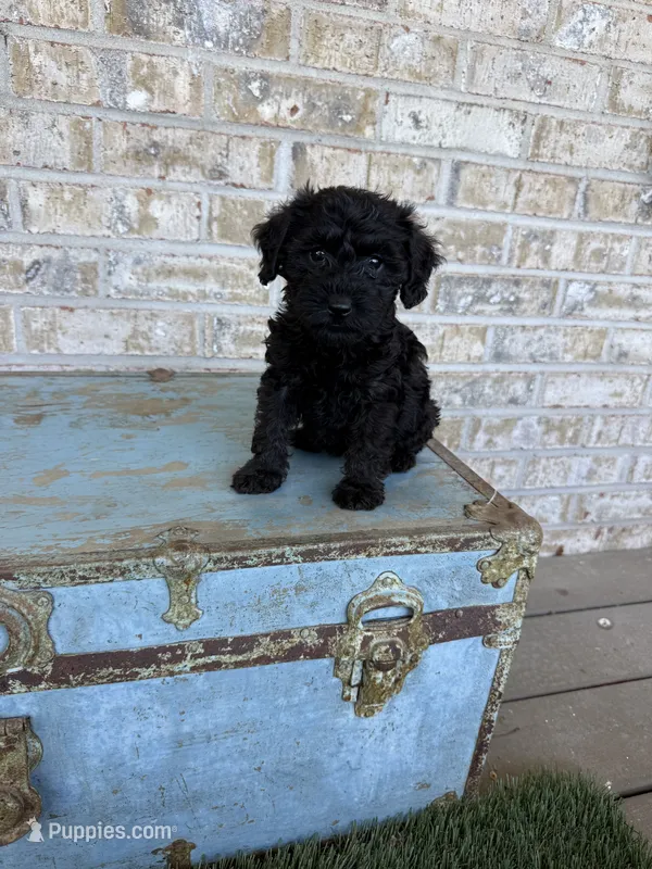 Bonnie – Miniature Labradoodle puppy for sale in Bowling Green, KY