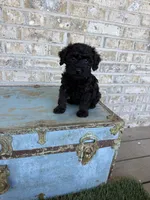 Bonnie, a female Miniature Labradoodle for sale in Bowling Green, KY – 1 of 10