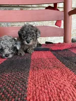 Moose, a male Miniature Aussiedoodle for sale in Bowling Green, KY – 2 of 6