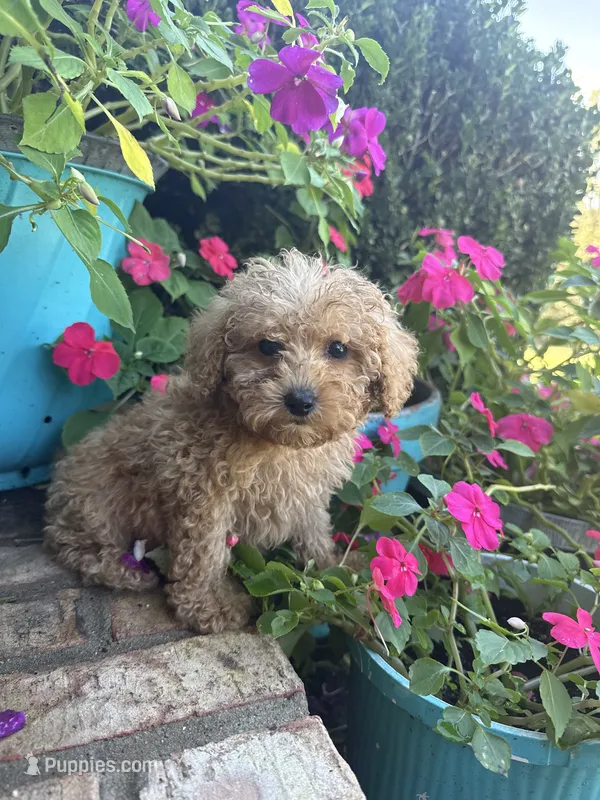 Teddy – Miniature Aussiedoodle puppy for sale in Bowling Green, KY
