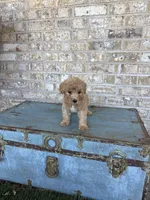 Betsy, a female Miniature Labradoodle for sale in Bowling Green, KY – 6 of 9