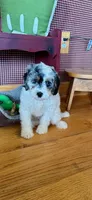 Bee, a female Miniature Bernedoodle for sale in Bowling Green, KY – 6 of 6