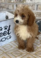 Beaver, a male Miniature Bernedoodle for sale in Bowling Green, KY – 2 of 4
