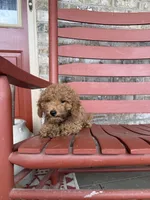 Taco, a male Miniature Labradoodle for sale in Bowling Green, KY – 5 of 7