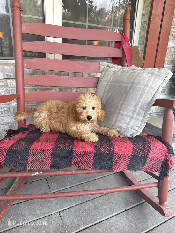 Tucker – Miniature Labradoodle puppy for sale in Bowling Green, KY
