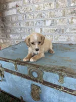 Bambi, a female Miniature Labradoodle for sale in Bowling Green, KY – 2 of 6