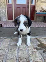 Domino, a male Miniature Bernedoodle for sale in Bowling Green, KY – 5 of 6