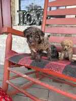 Coco, a female Miniature Aussiedoodle for sale in Bowling Green, KY – 5 of 7