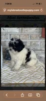 Bonnie, a female Miniature Bernedoodle for sale in Bowling Green, KY – 4 of 4