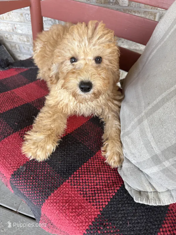 Tucker – Miniature Labradoodle puppy for sale in Bowling Green, KY